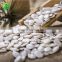 China snow white pumpkin seeds for wholesale