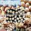 Hot Sale Fried Flour Food Production Equipment/Extruder