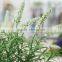 Cheap Mini Artificial Plastic Grass Plant in Pot for Sell