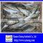 Hot Sale Mackerel Fish 20CM + Frozen Horse Mackerel