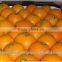 HIGH QUALITY EGYPTIAN ORANGE