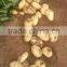 Fresh Chinese Holland Potato 80-150g from Potato Factory