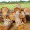 Margosa Wood Powder