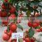 International Class Top Quality High Yield Chinese Vegetable Seeds Hybrid F1 Big Pink Tomato Seeds For Sale-Zhong Yan 1017