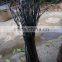 Mango tree seedling