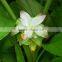 Natural Curcuma Longa 98% Curcumin