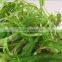 Hiyashi Seaweed Salad KOSHER
