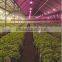 Kind led lights for sale 100w sunlight led grow lights for sale