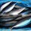 Frozen Pacific Mackerel Fish 250-350G