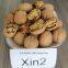 XIN2 Walnut Inshell