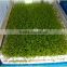 Hydroponic Barley Grass Growing Sprout Machine / Soy Bean Sprout Making Machine