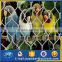 Aviary cage birds netting Zoo aviary fence for wire rope mesh