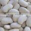 larger white kidney beans with excellent quality HOT SALE