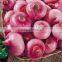 Hot sale fresh red onion with good quality for sale