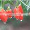 China Dried Fresh Goji Berry