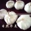 new crop high quality fresh garlic directly supply