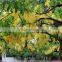 Cassia Fistula