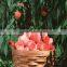 agriculture farming 20% crystal Gibberellic Acid