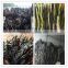 brown kelp, nature kelp seaweed,brown kelp algae,seaweed, abalone feed, fodder,