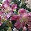 Wholesale Fragrant fresh lily various lily flowers single stem lily flower from China
