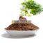 100% pure Bee Propolis extract powder in a low price