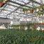 Horticultural Agricultural Green House for Tomato/Strawberry/Grape