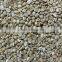2015 latest coffee bean ccd color sorter