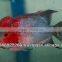 Flowerhorn fish farm and wholesale in Thailand