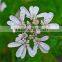 Premium Quality Organic Coriander Seeds Sale