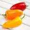 Fruit pepper seeds red yellow orange mini pepper vegetable seeds
