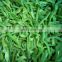 Sinocharm Organic vegetables High Quality Fresh IQF Green Pepper Strips Frozen Green Pepper
