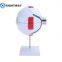 Biology 6 Times Human Eye Model Giant Eye Model Human Eye Anatomy for Science Teaching Medical Model