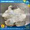 frozen giant squid neck price for sale