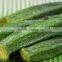 small capacity fruit dryer machine / fruit and vegetable dryer price