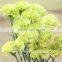 2016 Hot Sale Carnation Cut Flowers Price Without Middleman Green Mini Carnation Flowers