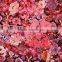 velvet fabric content for pants dress