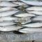 Newly Frozen Pacific Mackerel 6-8pcs/kg for sales