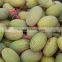 2016 fresh hami melon powder for sale