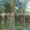 Hot Wholesale Outdoor Ornamental Decrotive Landscaping Phoenix Sylvestris Palm Trees Plants