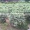 Ligustrum ovalisolium