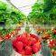 Low Cost Single Span Film Greenhouse for Sale