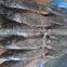 Frozen Bonito
