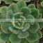 Echeveria elegan hybrid, decorative plants echeveria, succulent plants, tropical plant succulent