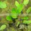 ayurvedic spirulina powder with good quality