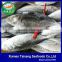 Frozen yellow tail horse mackerel importers in africa