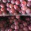 Supplier Delicious Mature Grape Fresh Grape