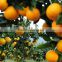 100% Natural Citrus Hesperidin