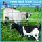 grassland sheep mesh wire fence / field fence factory direct supply