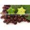 Best sale high quality organic sacha inchi nut/Tasty seeds sacha inchi from Vietnam