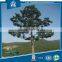 Jiayao Steel Telescopic Camouflaged Pine Tree Antenna Tower